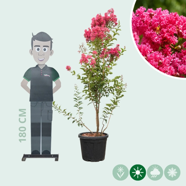 Lagerstroemia 'Tuscarora' meerstammig