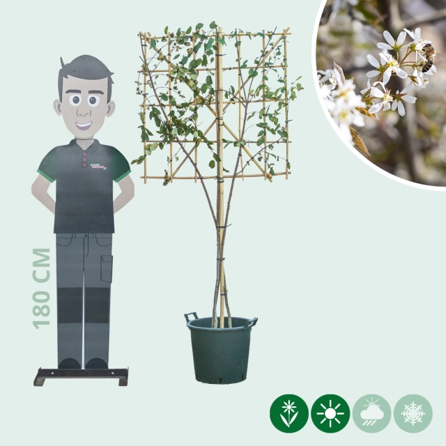 Krentenboom leiboom meerstammig