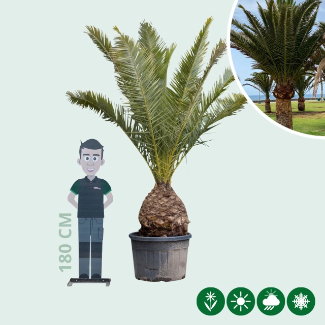 Dadelpalm 250 cm