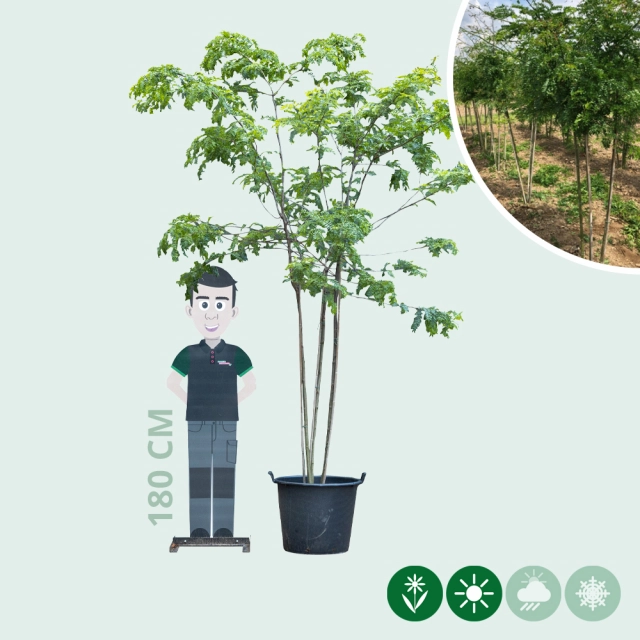 Valse christusdoorn meerstammig