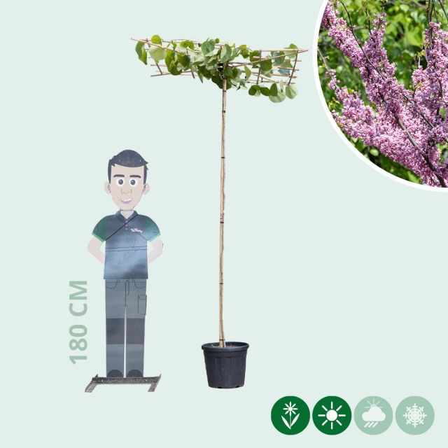 Judasboom 'Lavender Twist' dakboom