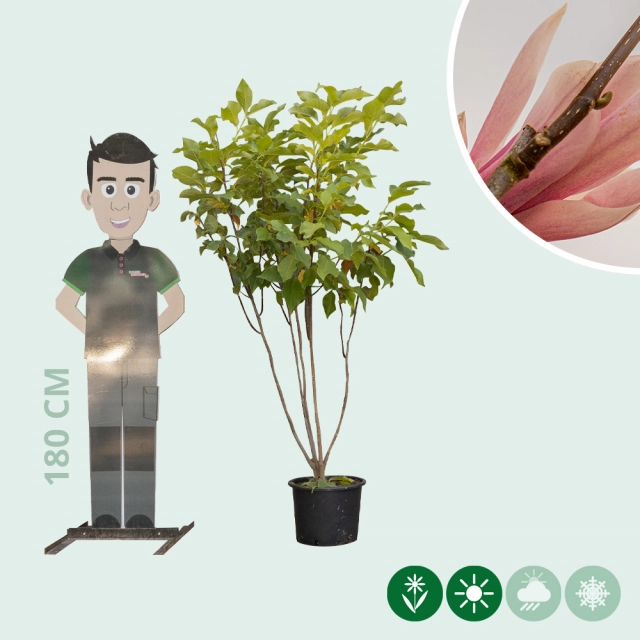 Magnolia 'Heaven Scent' meerstammig