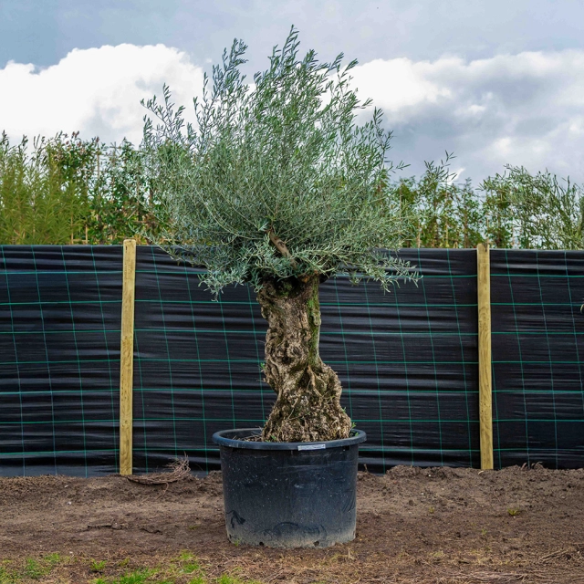 Olijfboom 'Bonsai' #4