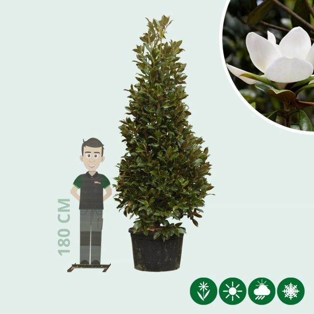 Magnolia grandiflora solitair volgroeid
