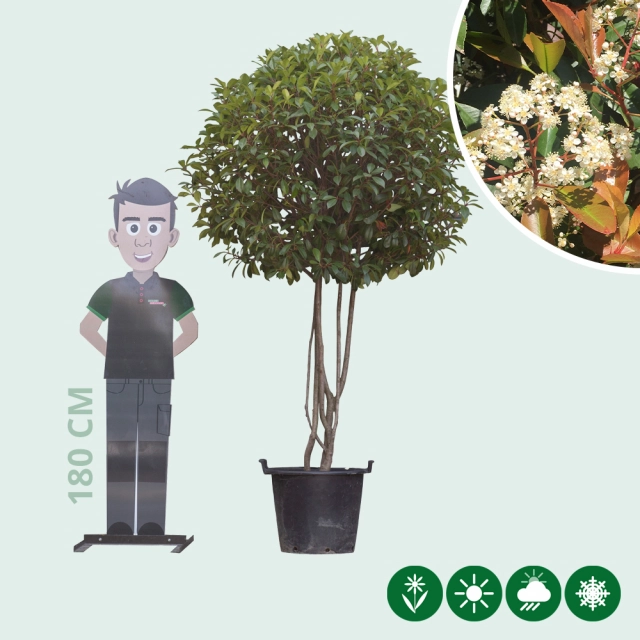 Glansmispel meerstammig