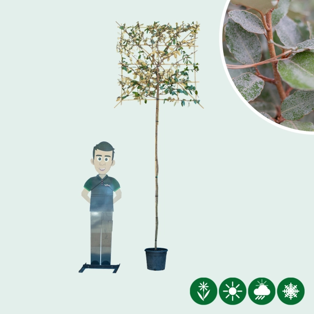 Olijfwilg leiboom 220 cm