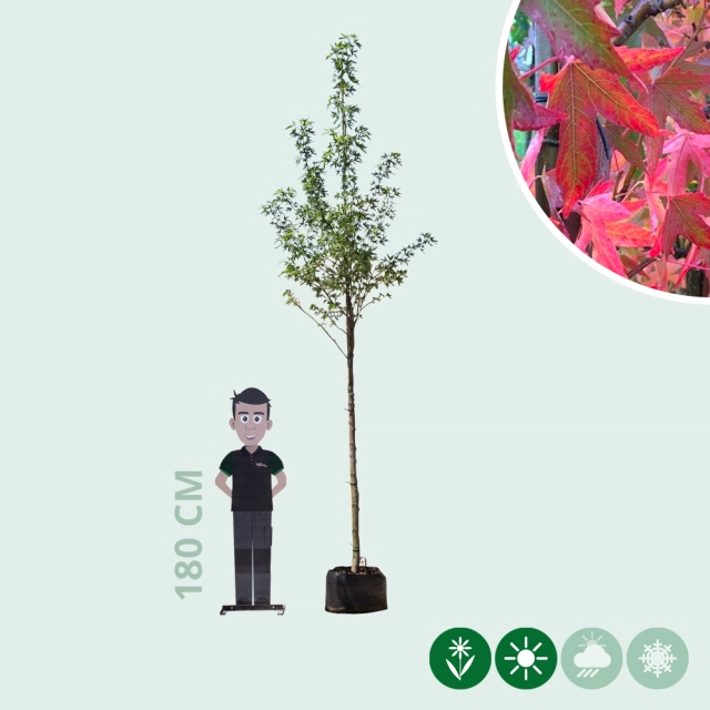 Amberboom 'Worplesdon'