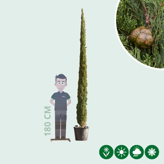 Italiaanse cipresboom 300 cm