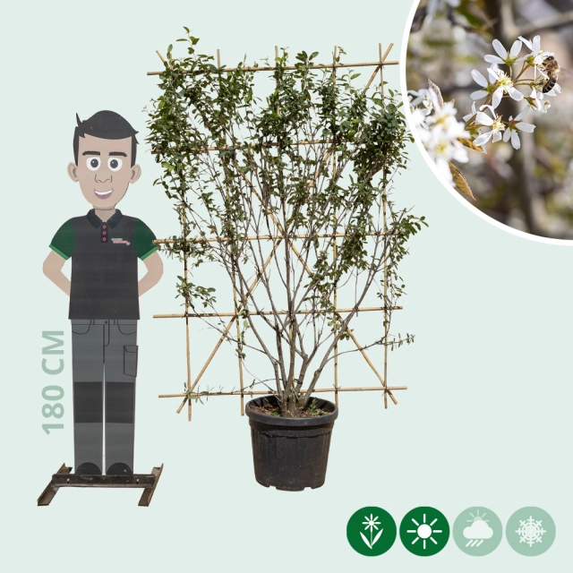 Krentenboom haagelement