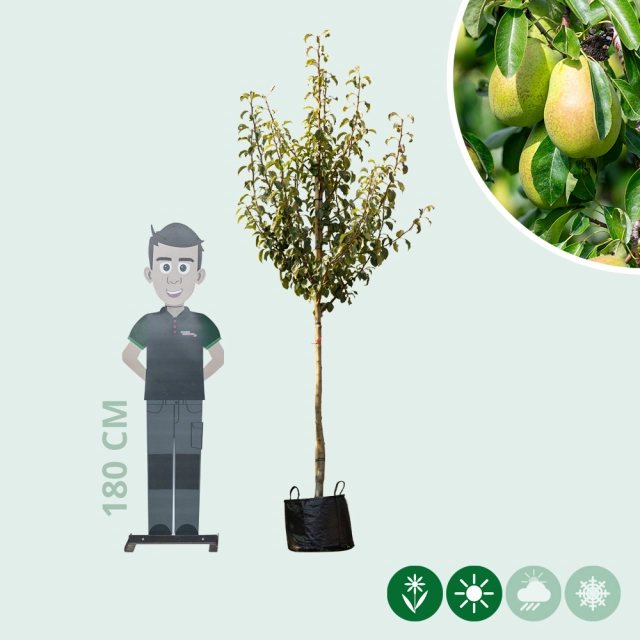 Pyrus c. 'Gieser Wildeman'