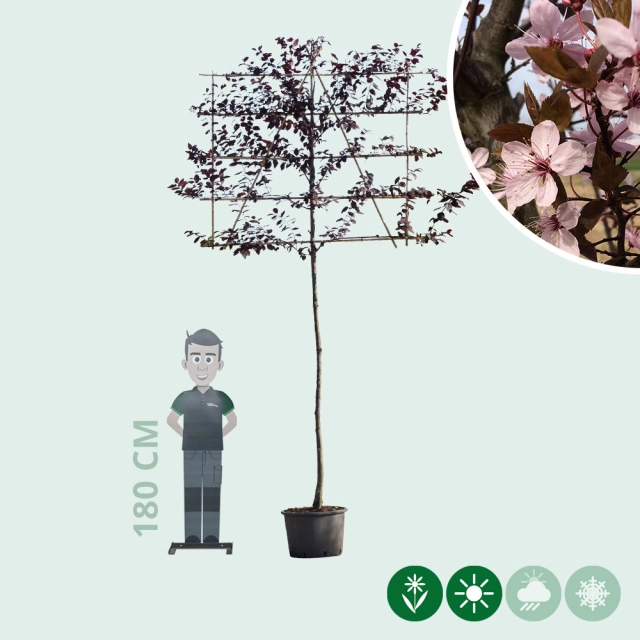 Kerspruim leiboom 200 cm