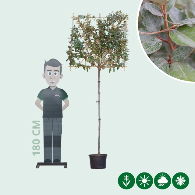 Olijfwilg leiboom 150 cm