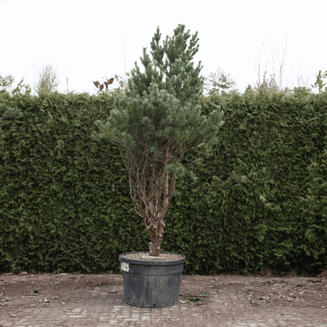 Grove den bonsai #76