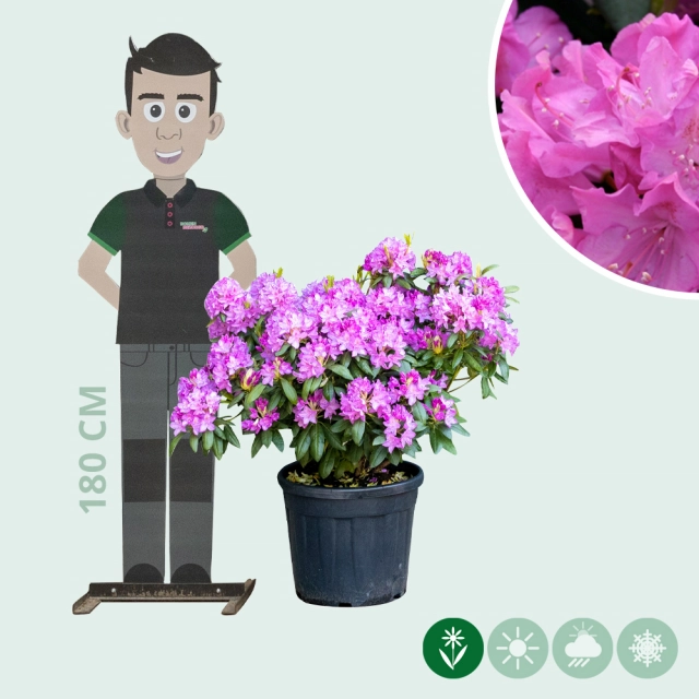 Rhododendron Roseum elegans