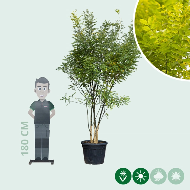 Honingboom meerstammig