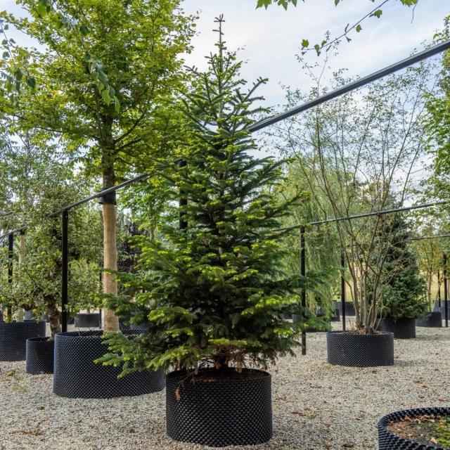 Kaukasische zilverspar #110