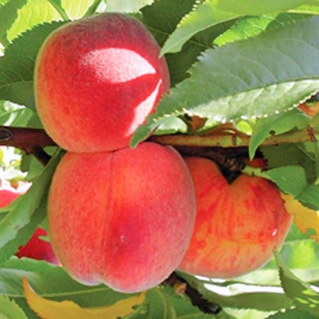 Perzik 'Avalon Pride'