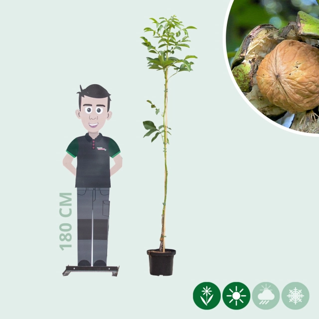 walnotenboom 'Coenen'