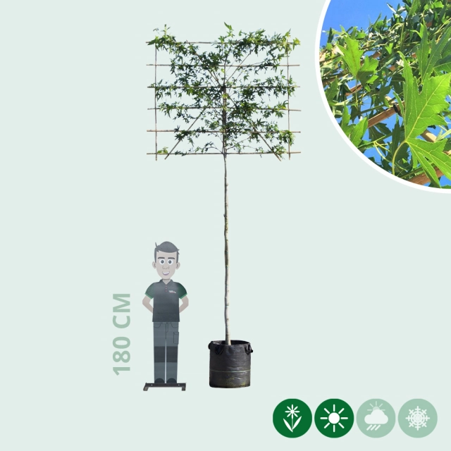 Lei amberboom 220 cm