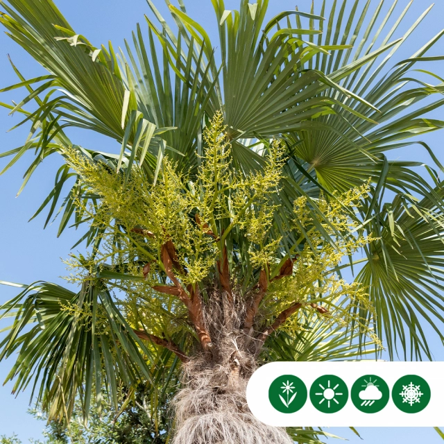 Bomen met gele bloemen