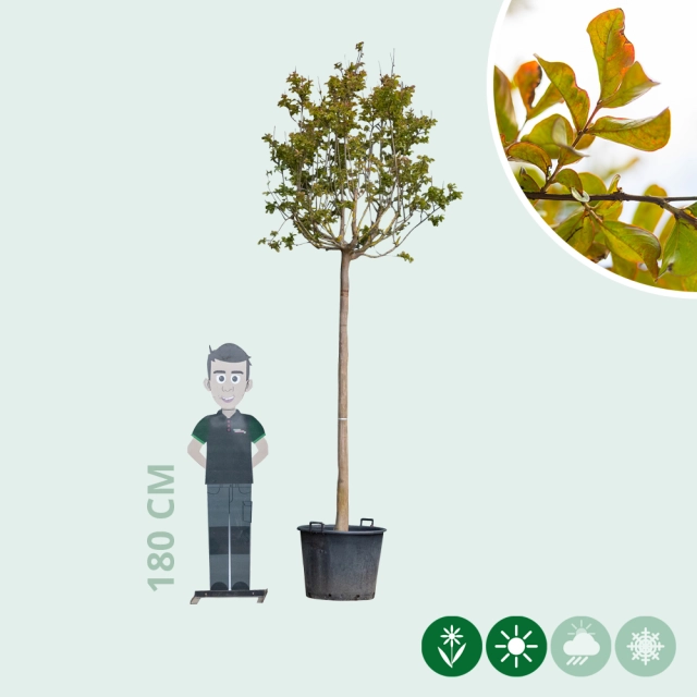 Lagerstroemia Volgroeid