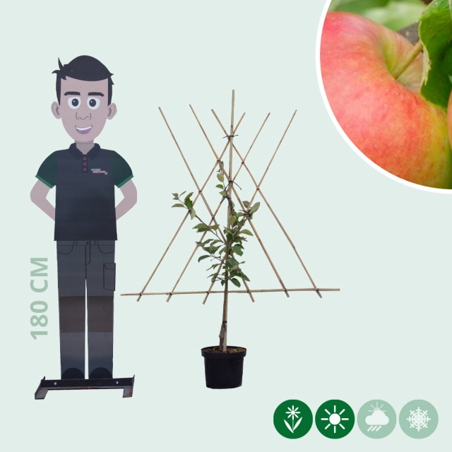 Malus d. 'Jonagold' laagstam leiboom