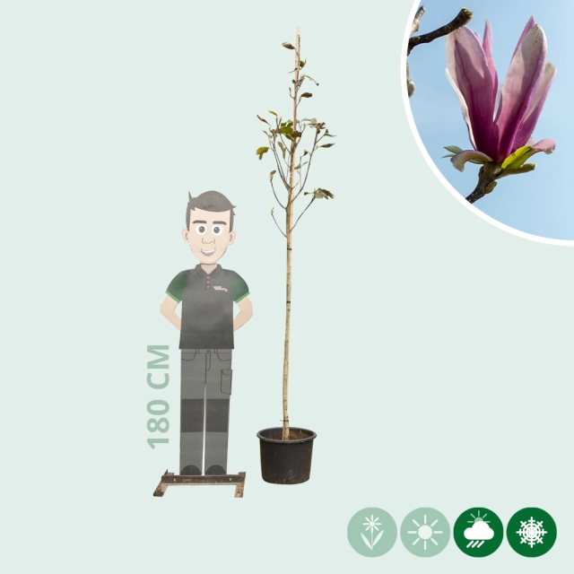 Magnolia 'Spectrum' op stam