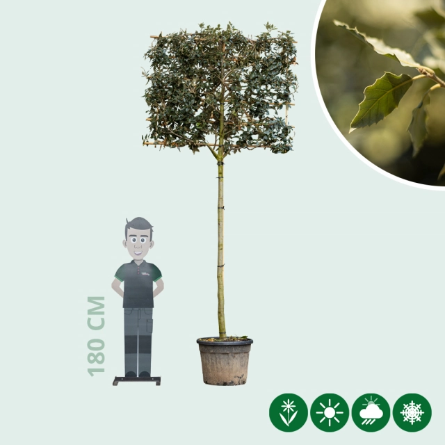 Steeneik leiboom 200 cm