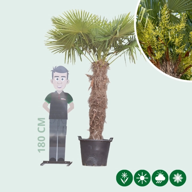 Chinese waaierpalm 140 cm stamhoogte