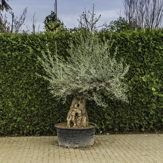 Olijfboom 'Bonsai' #89