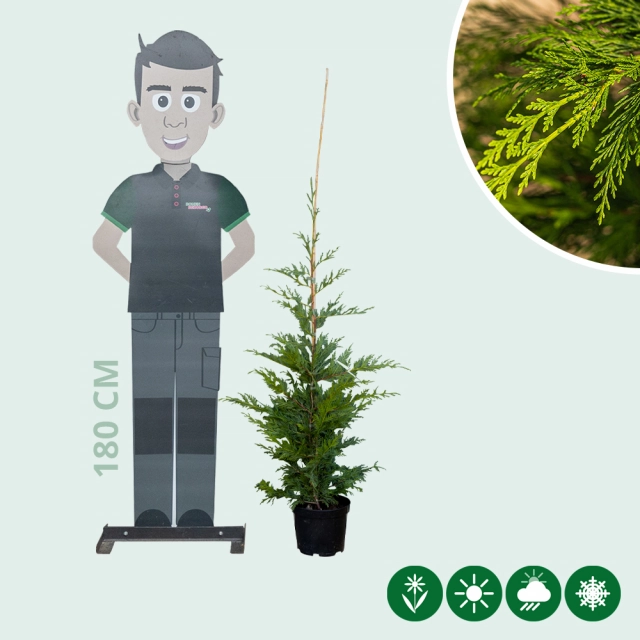 Leylandconifeer 100 cm