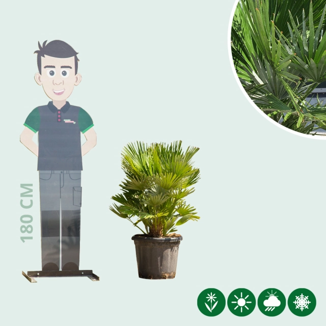 Dwergpalm 'Vulcano'