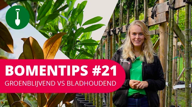 Bomentip #21 | Groenblijvend vs bladhoudend