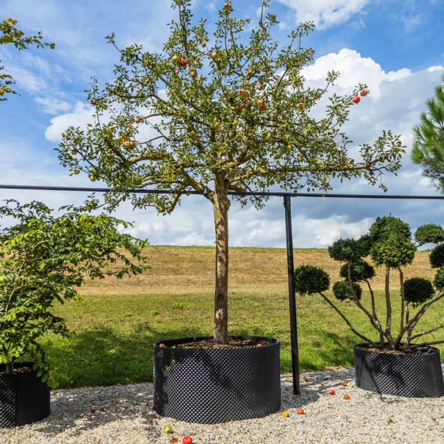 Appelboom Malus d. 'Cox Orange Pippin' #29