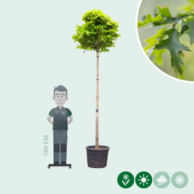 Bol Moeraseik 220 cm stamhoogte