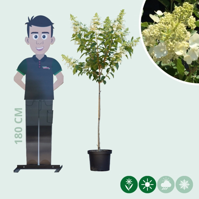 Hortensia 'Kyushu'