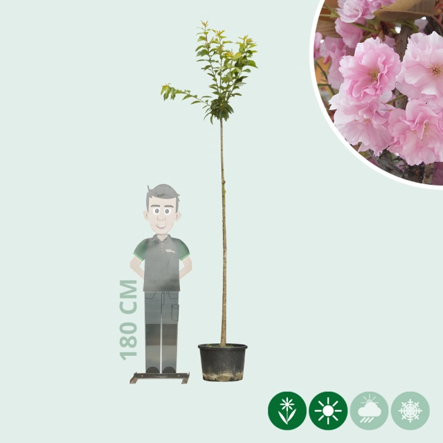 Japanse sierkers