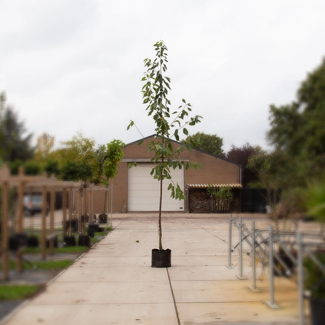 Prunus a 'Varikse zwarte'