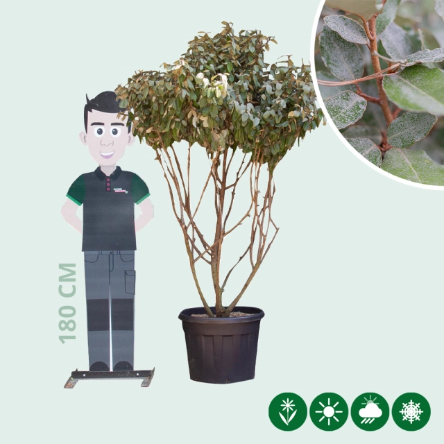 Olijfwilg meerstammig