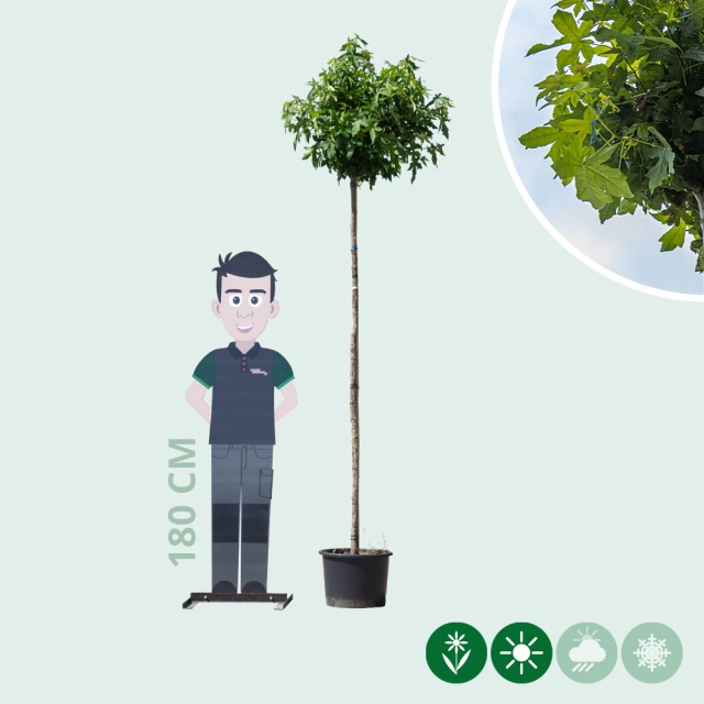 Amberboom bolvorm 200 cm stamhoogte