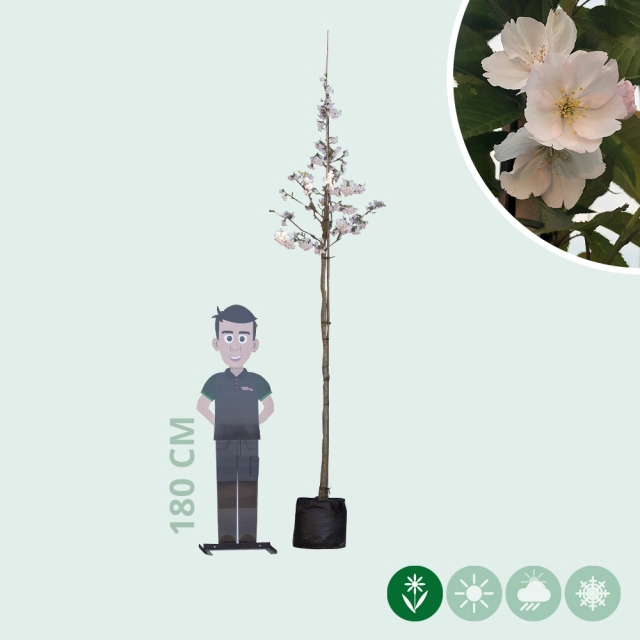 Japanse sierkers 'Yedoensis'