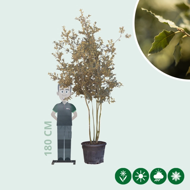 Steeneik meerstammig