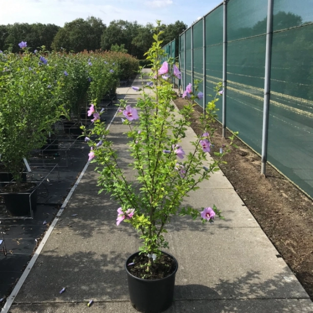 Hibiscus 'Woodbridge' solitair