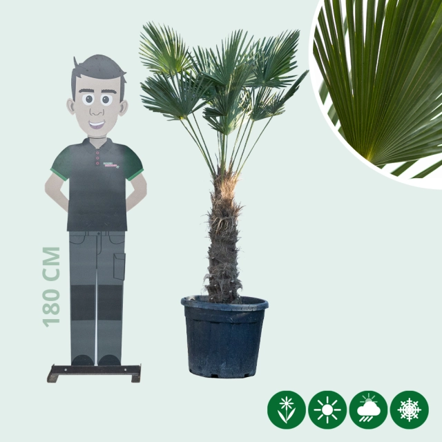 Wagner palm 60 cm stamhoogte