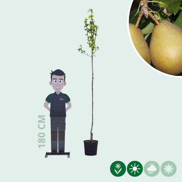 Pyrus c. 'Beurré Hardy'