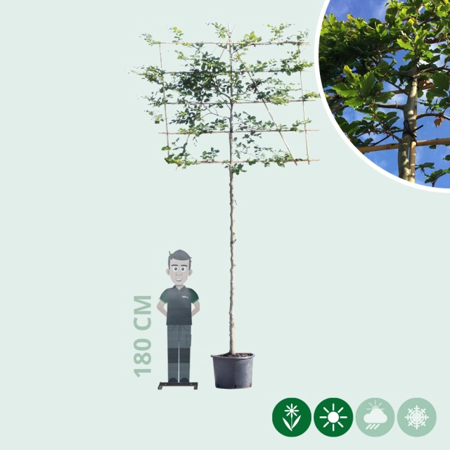 Groene leibeuk 240 cm