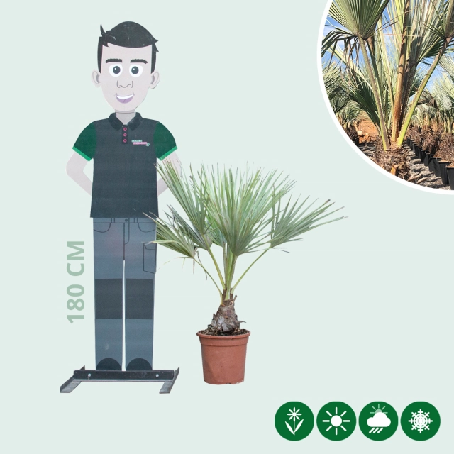 Mexicaanse blauwe palm