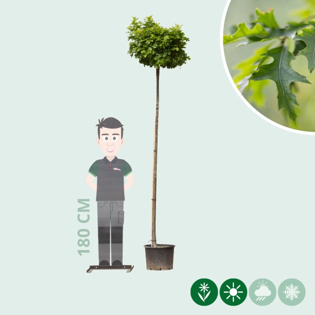 Bol Moeraseik 220 cm stamhoogte