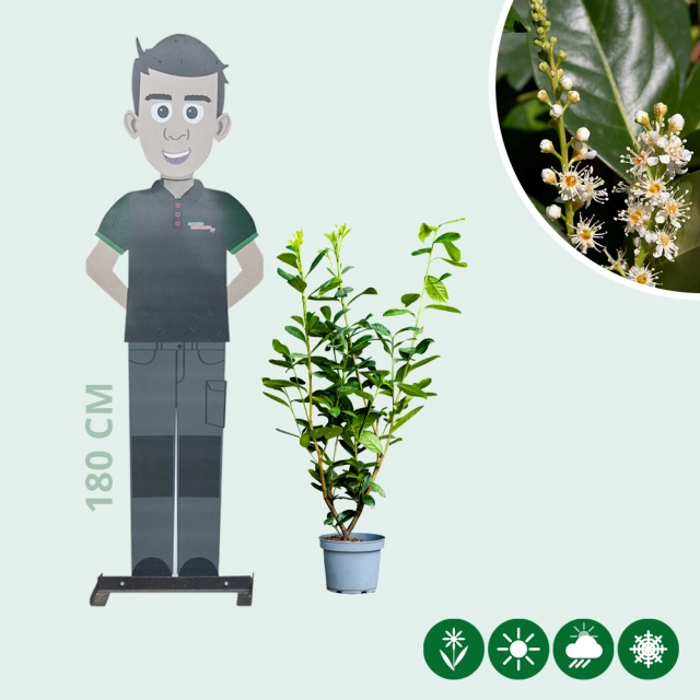 Laurierhaag 'Novita' 80 cm