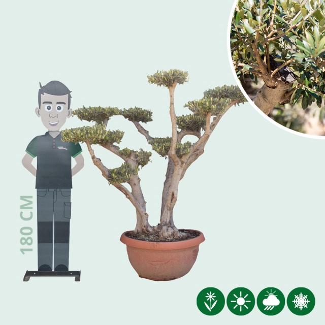 Olijfboom 'Pom Pom' decoschaal